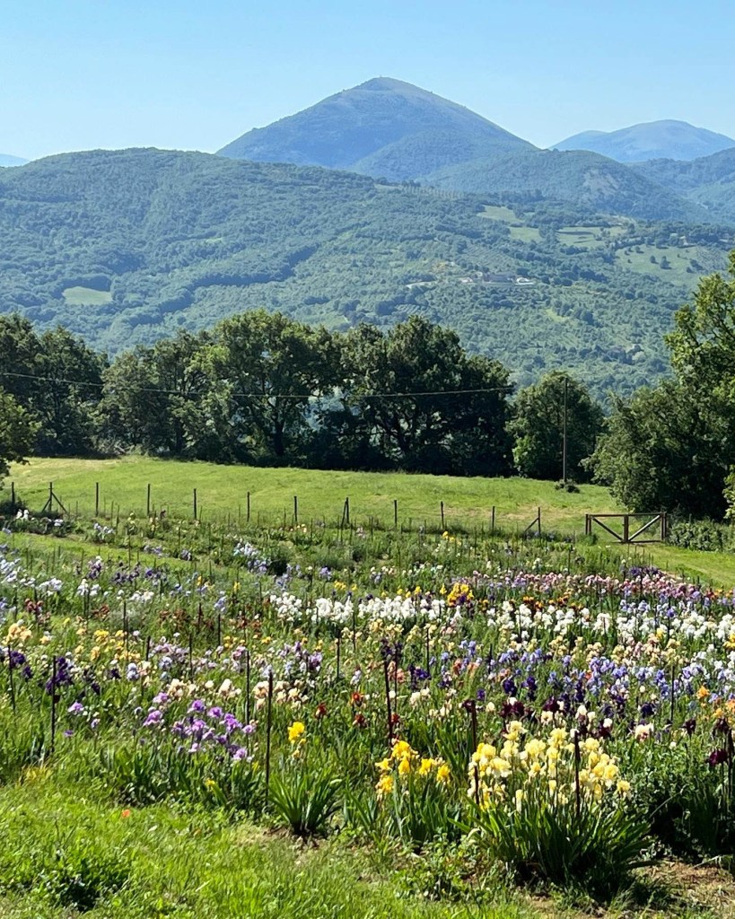 Iris field at Casa Nova