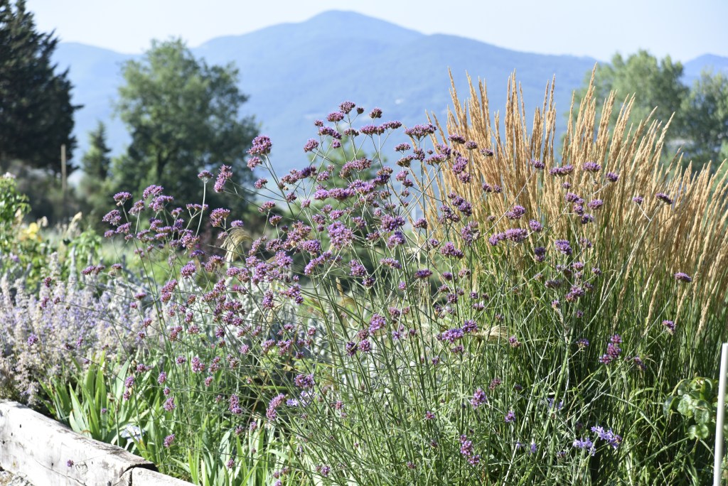 Flowerbeds at Casa Nova and mountain beyond